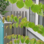 目隠し