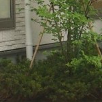 植栽アップ