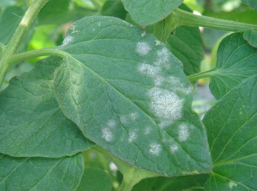 植物の病気 うどんこ病 富山県 エクステリア 外構 庭工房sekitoh