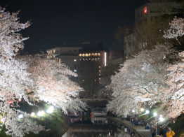 夜桜　松川　さくら