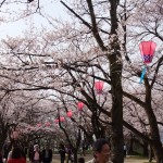 古城公園の桜