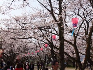 古城公園の桜