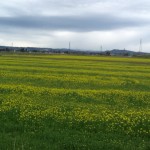 菜の花