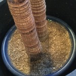 謎の植物