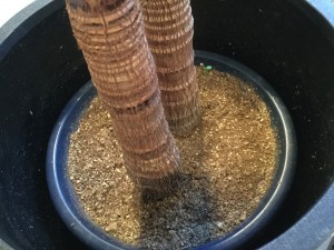 謎の植物