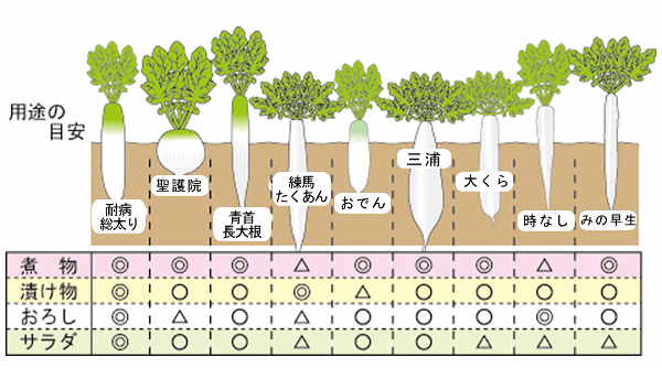 大根の種類