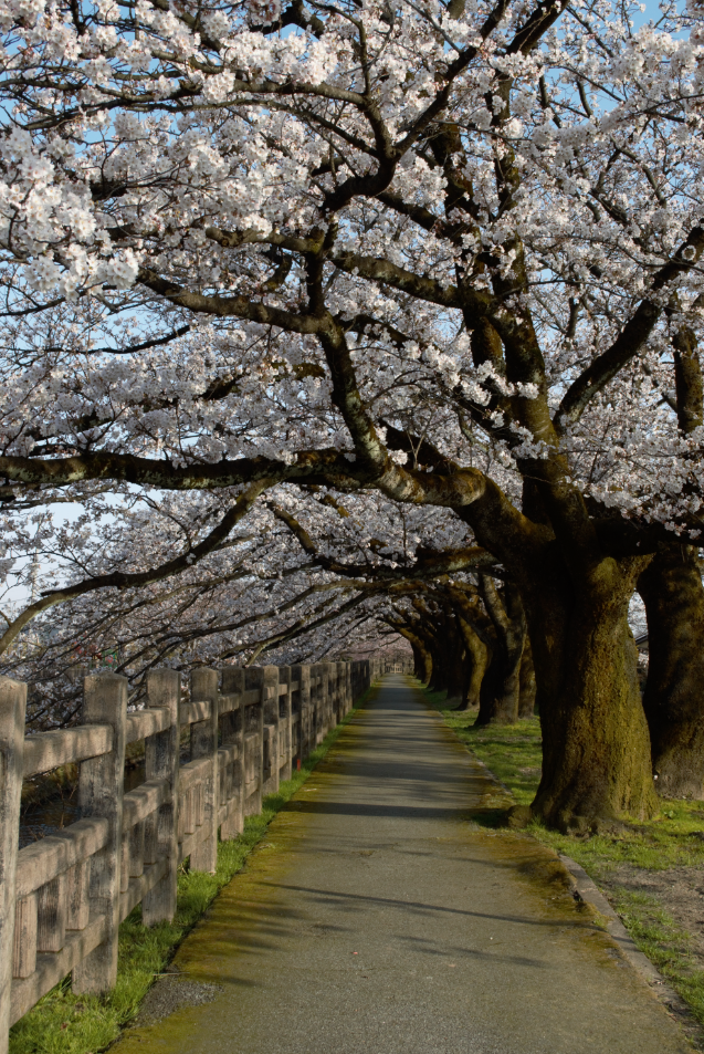 桜