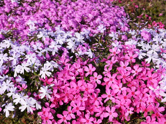 春に花が咲く宿根草 富山県 エクステリア 外構 庭工房sekitoh