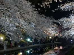 夜桜　松川　さくら