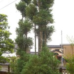 CIMG7022