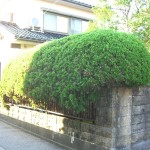 ビフォア1