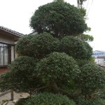 CIMG8629