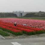 チューリップ
