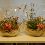 寄せ植え　ダブル