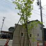 門袖とナツツバキ