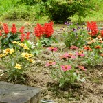 花壇の草花