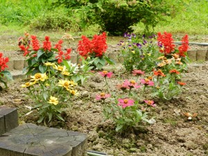 花壇の草花