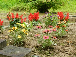 花壇の草花