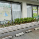 カラーリーフの花壇