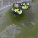 めだか
