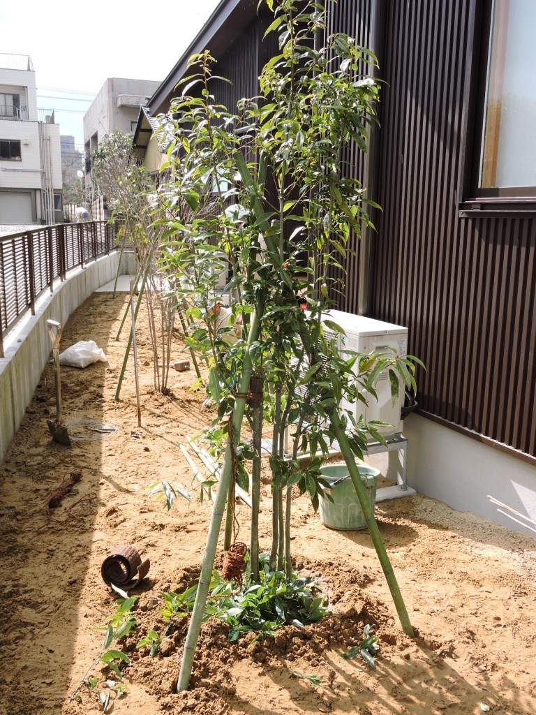 寒さに強い常緑樹って 富山県 エクステリア 外構 庭工房sekitoh