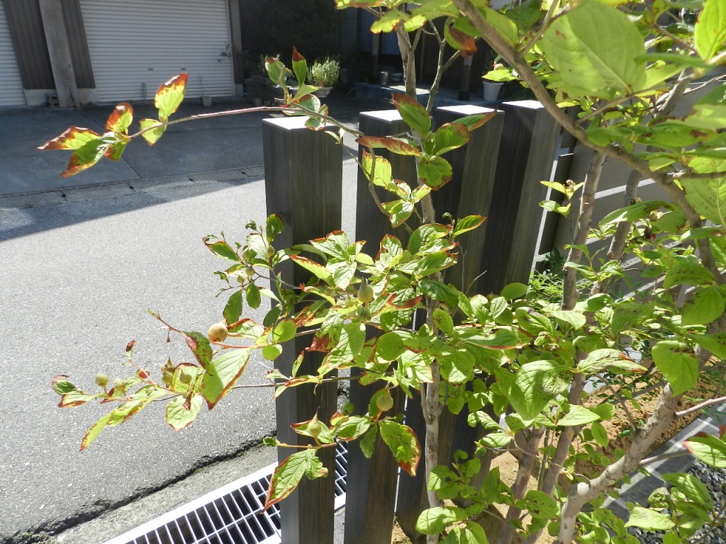 葉が茶色い 庭木の水枯れかもしれません 夏の水やり 富山県 エクステリア 外構 庭工房sekitoh