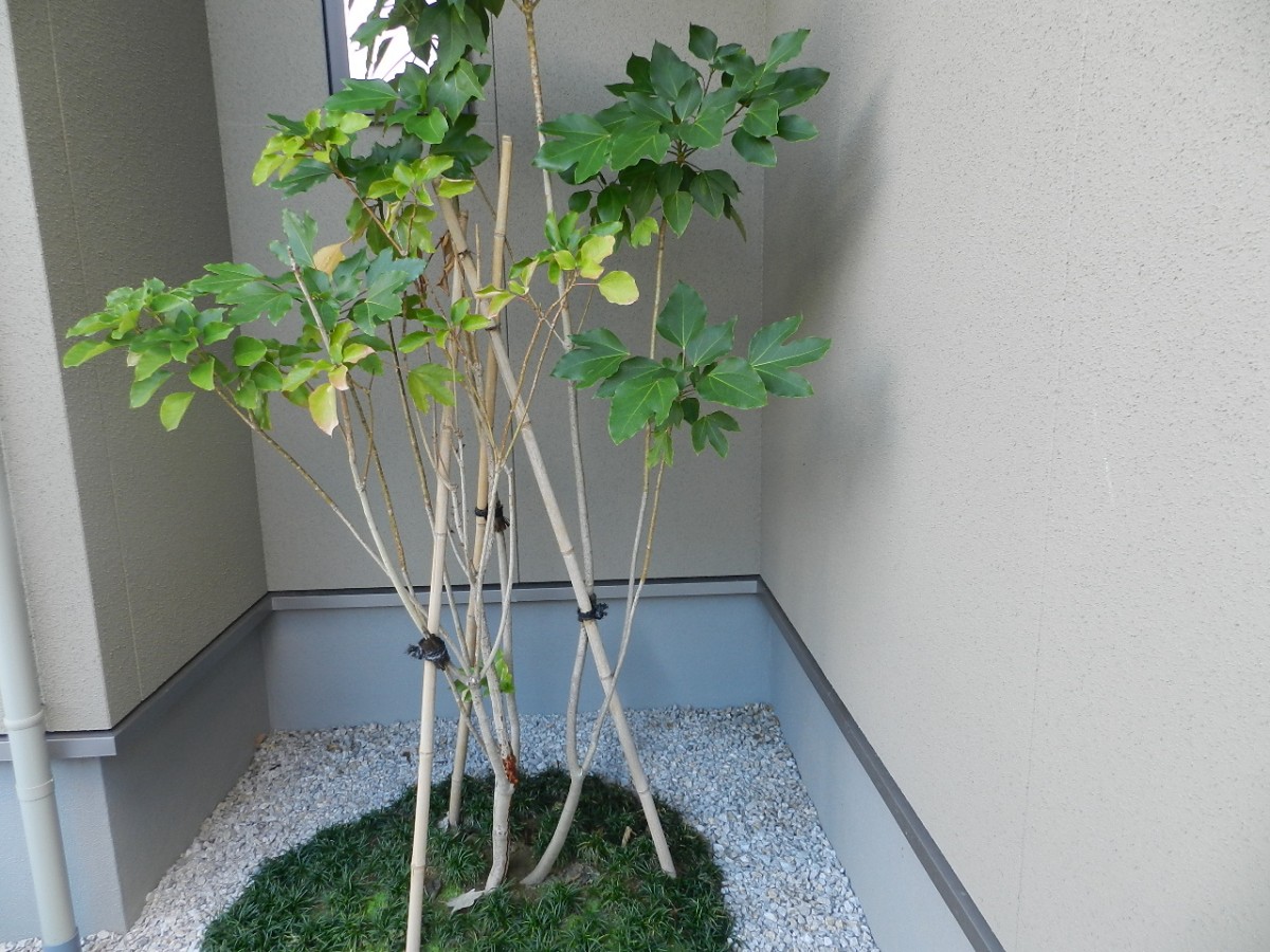 日陰に強い植物について 富山県 エクステリア 外構 庭工房sekitoh