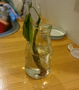 パキラ水差し