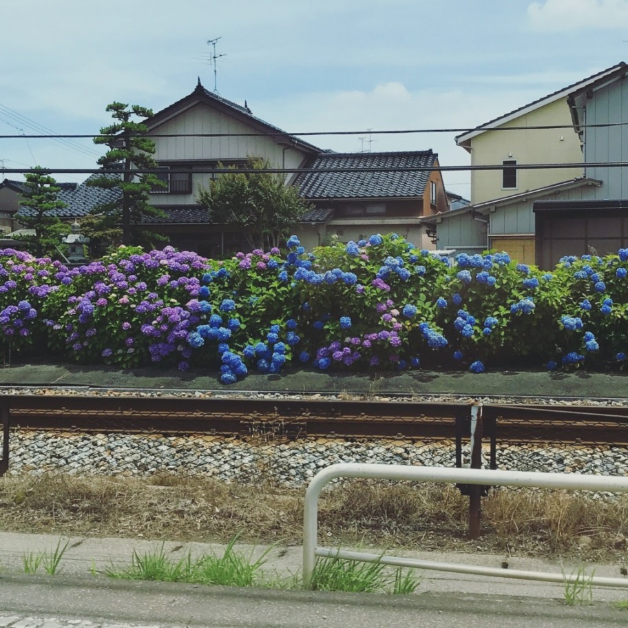 アジサイ
