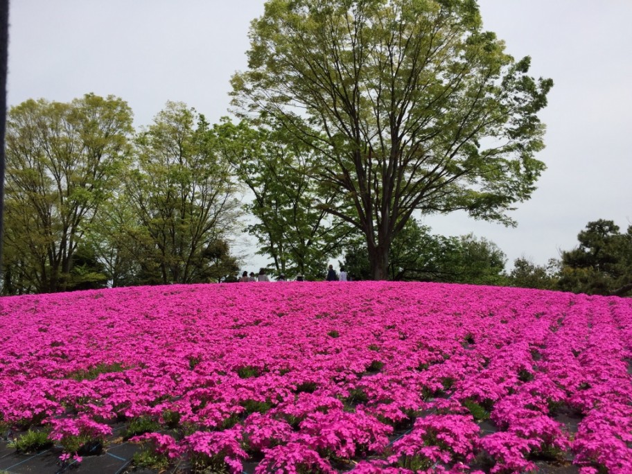 芝桜