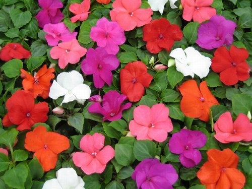 Impatiens20walleriana