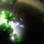 めだか