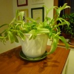 この植物の名前なんて～の？