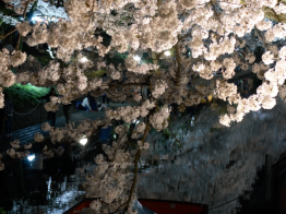 夜桜　松川　さくら