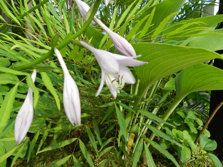 ギボウシ花