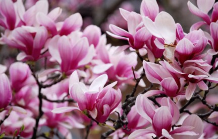 magnolia-quinquepeta