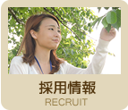 採用情報